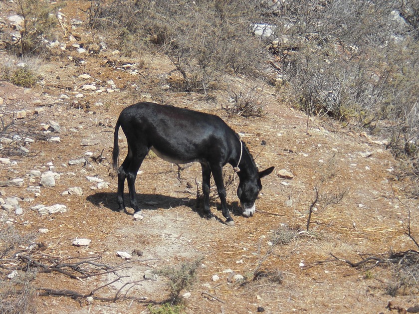 Esel, Auberge Kalopetri Rhodos, Griechenland