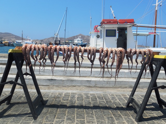 Paros Hafen Naoussa, Octopus