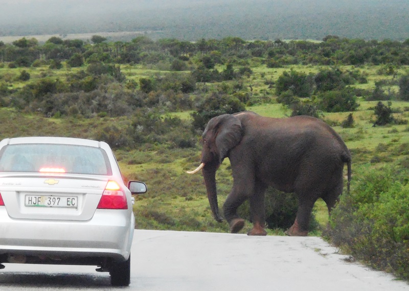 Selbstfahrersafarie im Addo Elephant Park Südafrika