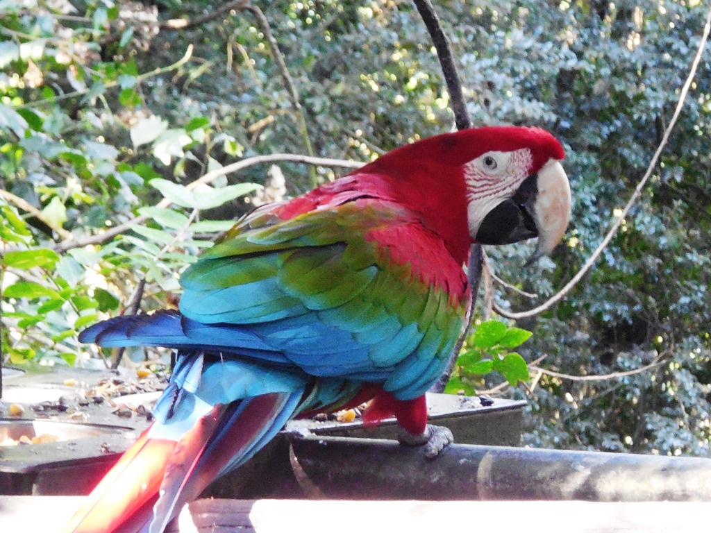 Papagei, Birds of Eden, Familientipp Garden Route, Südafrika