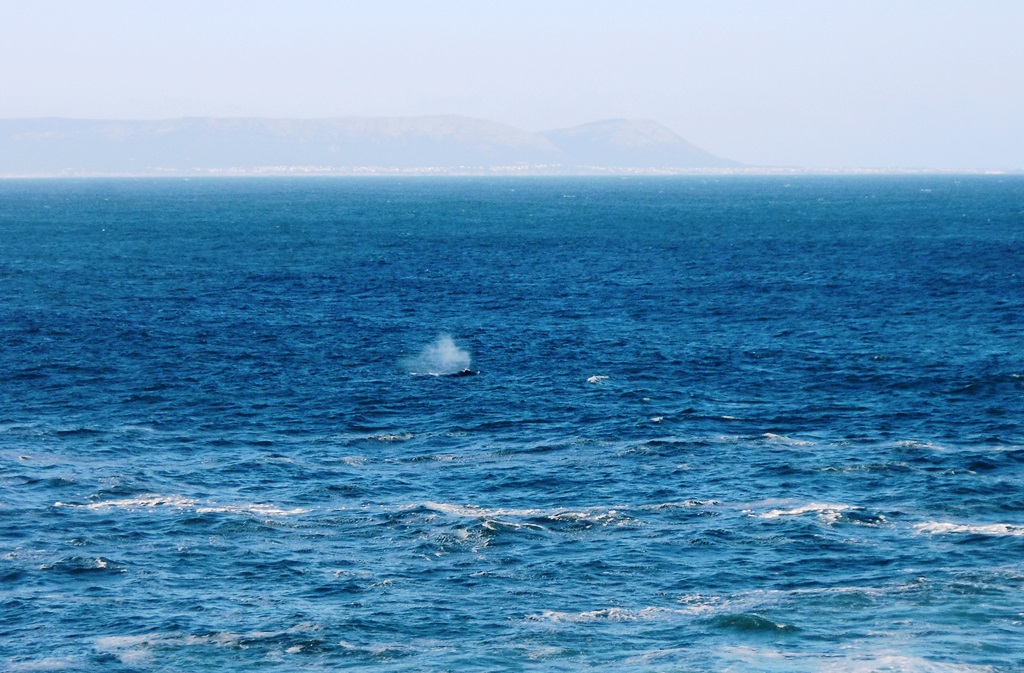 Auftauchen der Wale mit Fontaine vor Hermanus, Südafrika