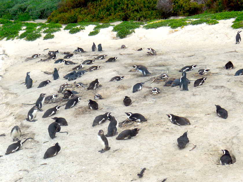 Pinguinkolonie_Südafrika_Boulders Beach