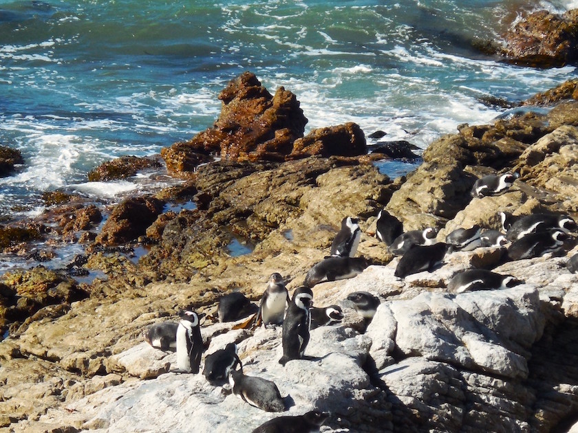 Pinguinkolonie Südafrika_Stony Point