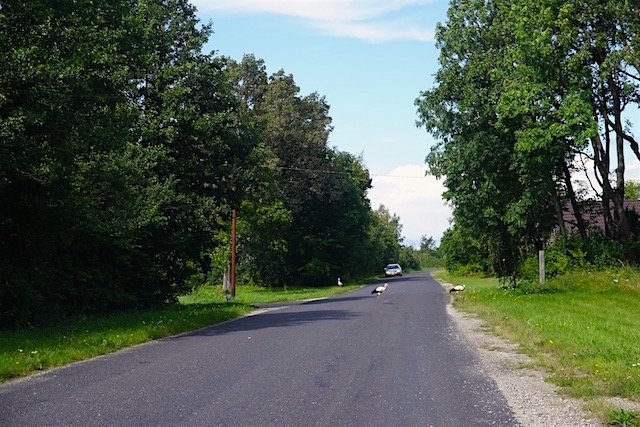 Roadtrip Baltikum Estland Storch bei Pärnu