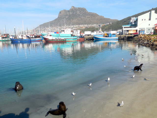 Robben Südafrika Hout Bay bei Kapstadt