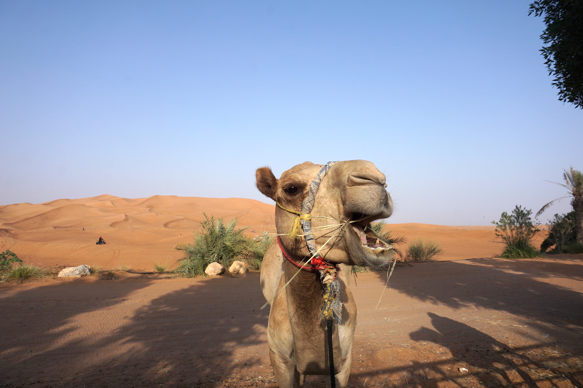 Wüstensafari Dubai, Kamele