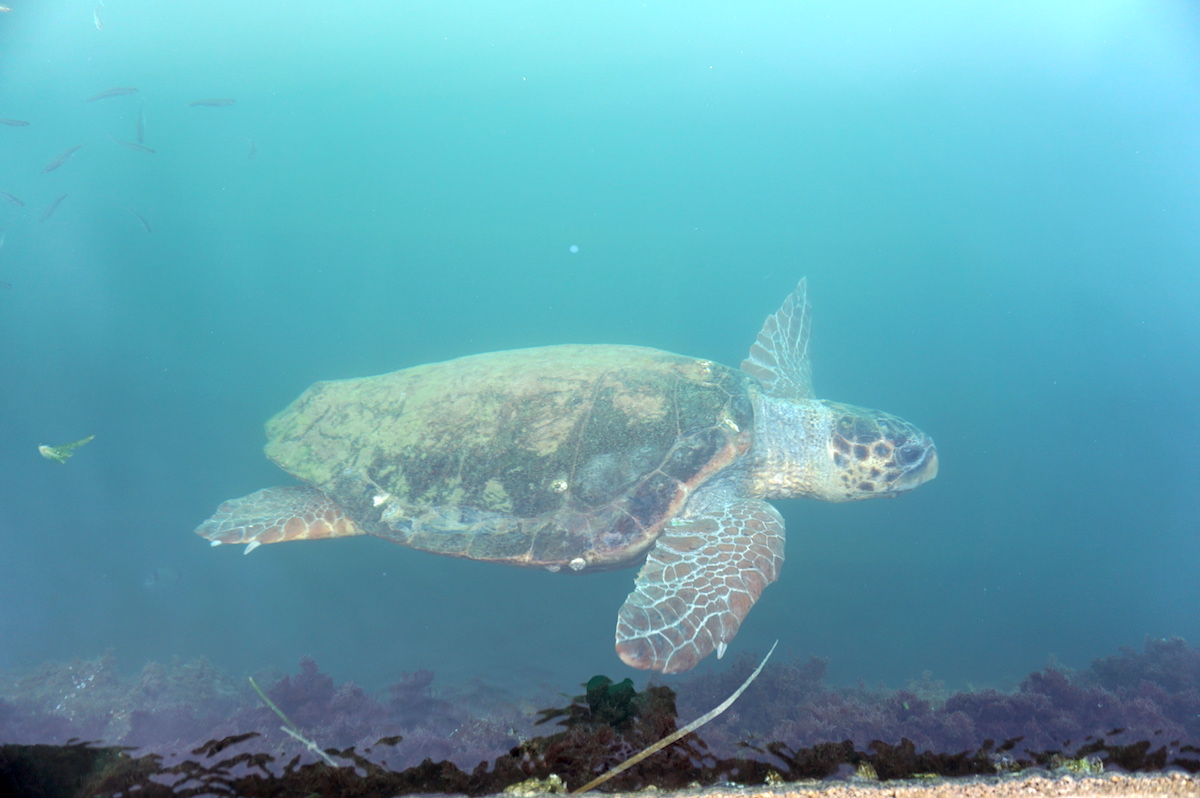 Kefalonia, Meeresschildkröte, Griechenland