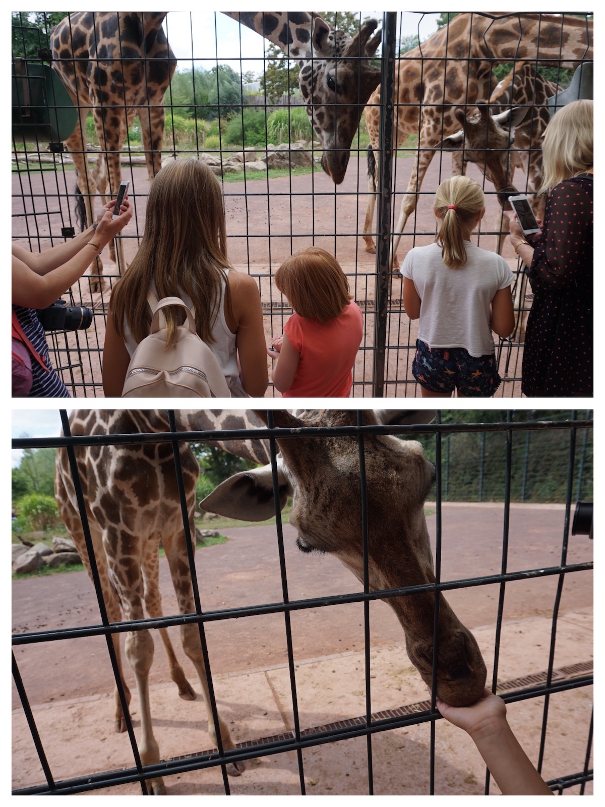 Magdeburg mit Kind, Fütterung der Giraffen im Zoo