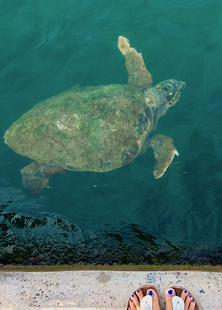 Meeresschildkröte Argostoli Kefalonia