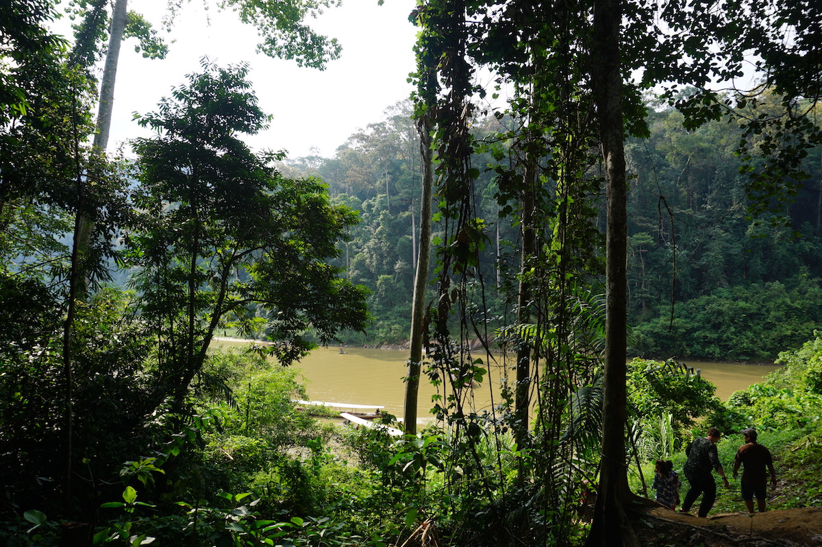 Taman Negara Regenwald, Malaysia